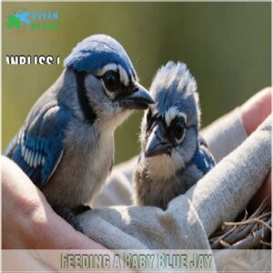 Feeding a Baby Blue Jay