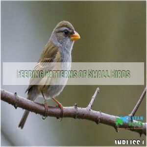 Feeding Patterns of Small Birds