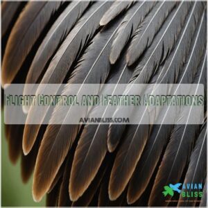 Flight Control and Feather Adaptations