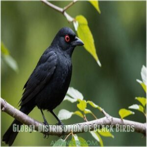 Global Distribution of Black Birds