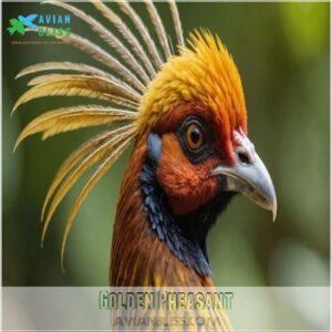 Golden Pheasant