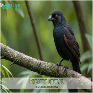 Greater Coucal