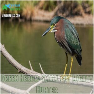 Green Heron: Small but Mighty Hunter