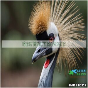 Grey Crowned Crane