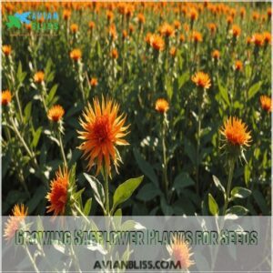 Growing Safflower Plants for Seeds