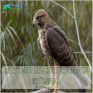 Hawk Diet and Hunting Habits in Florida