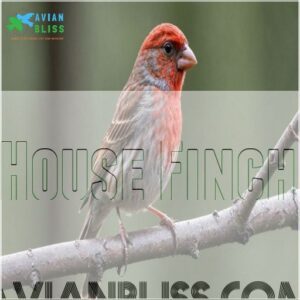 House Finch