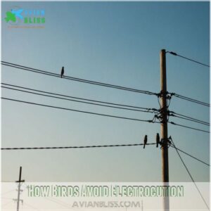 How Birds Avoid Electrocution