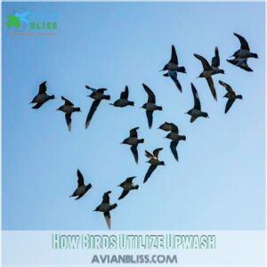 How Birds Utilize Upwash