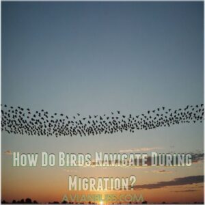 How Do Birds Navigate During Migration