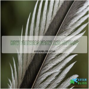 How Feathers Grow and Develop