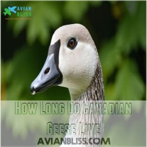 How Long Do Canadian Geese Live