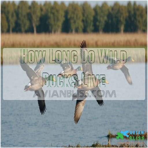 How Long Do Wild Ducks Live