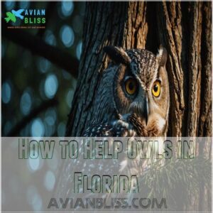 How to Help Owls in Florida