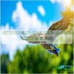 how to photograph birds in flight