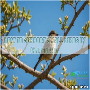 How to Support Small Birds in California