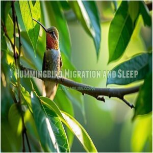 Hummingbird Migration and Sleep