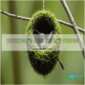 Hummingbird Nest Building Process