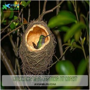 Hummingbird Nesting at Night