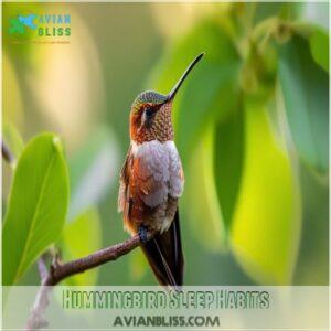 Hummingbird Sleep Habits