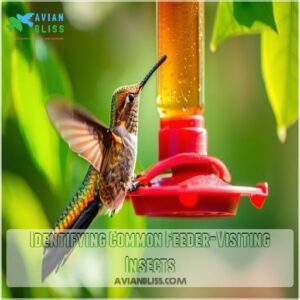 Identifying Common Feeder-Visiting Insects