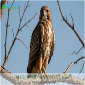 Identifying Hawks in Texas