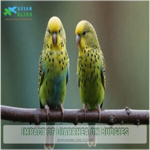 Impact of Diarrhea on Budgies