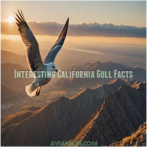 Interesting California Gull Facts