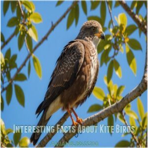 Interesting Facts About Kite Birds