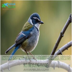 Interesting Facts About Small Birds in California