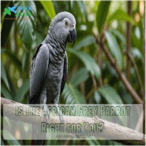 Is The African Grey Parrot Right for You