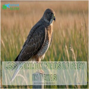 Less Common Birds of Prey in Texas