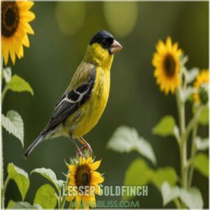 Lesser Goldfinch