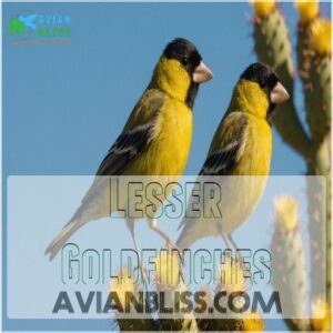 Lesser Goldfinches