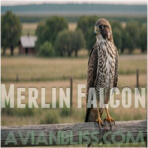 Merlin Falcon