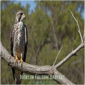 Merlin Falcon Habitat