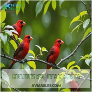 Migratory Red Birds in Florida