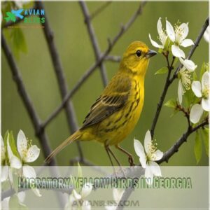 Migratory Yellow Birds in Georgia