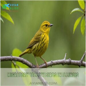 Migratory Yellow Birds in Illinois