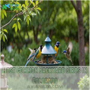 Most Common Backyard Birds in Colorado