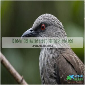 Most Endangered Bird Species