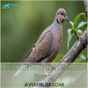 Mourning Dove and Its Mating Habits