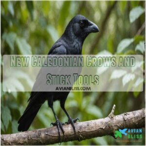 New Caledonian Crows and Stick Tools