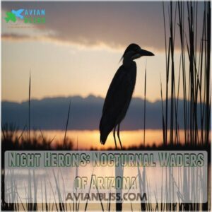 Night Herons: Nocturnal Waders of Arizona