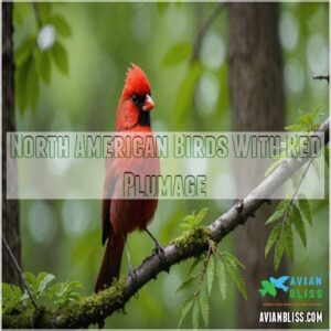 North American Birds With Red Plumage