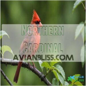 Northern Cardinal