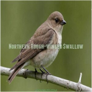 Northern Rough-winged Swallow