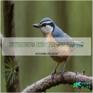 Nuthatches and Wrens in Illinois