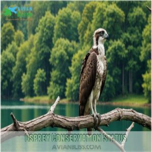 Osprey Conservation Status