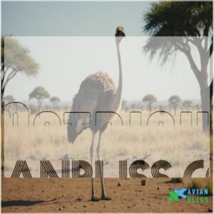 Ostrich